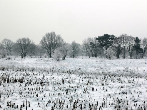 snow winter meadow