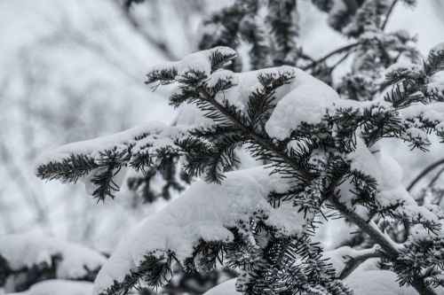 snow pine tree white