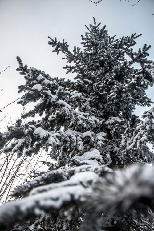 snow pine tree look up