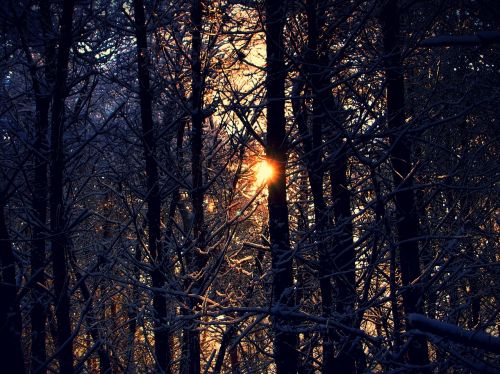 snow forest trees