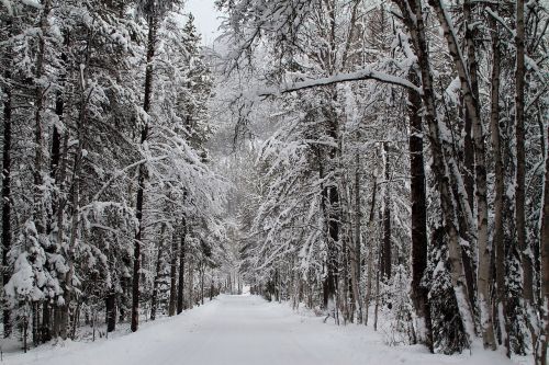 snow forest road