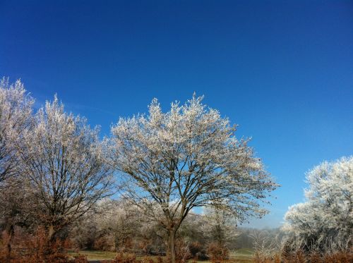 snow ripe tree