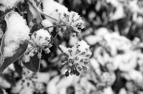 Snow And Branches