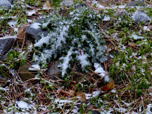 Snow And Leaves