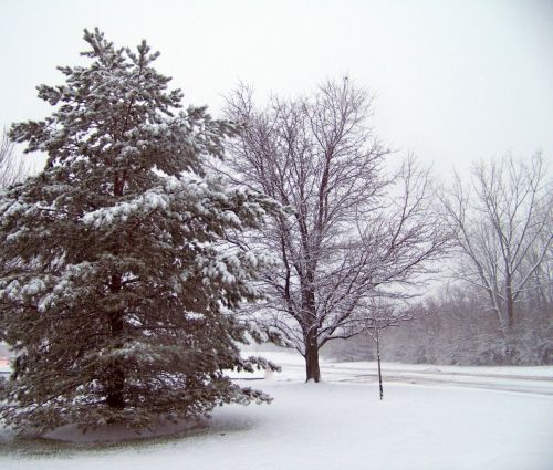 Snow And Trees