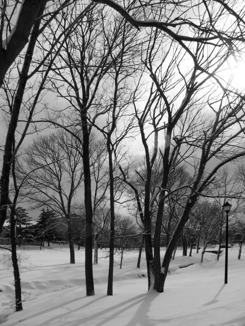 Snow And Trees