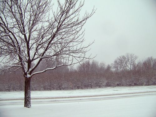 Snow And Trees