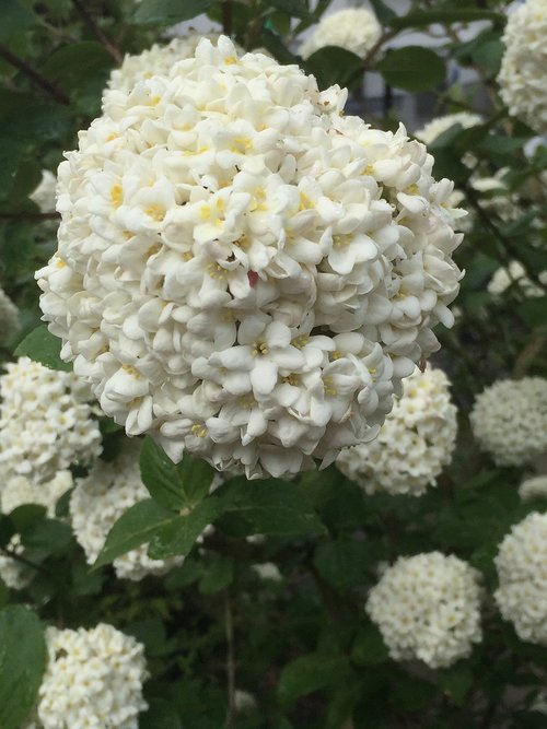 snow ball  flower  white