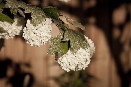 hydrangea snow ball flowers white