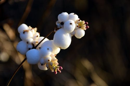 snow berry knallerbsenstrauch snowberry albus