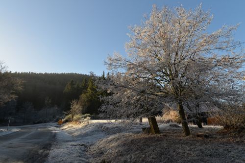 snow cherry tree winter frost