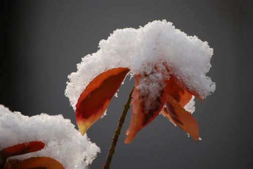 snow cover leaf snow