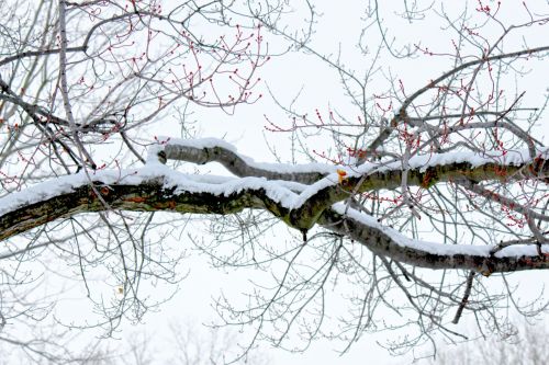 Snow Covered Branch