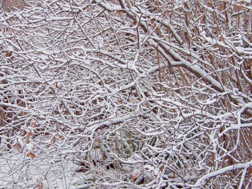 Snow-covered Bushes