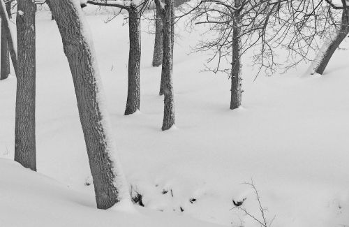 Snow-covered Creek