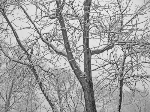 Snow-covered Trees