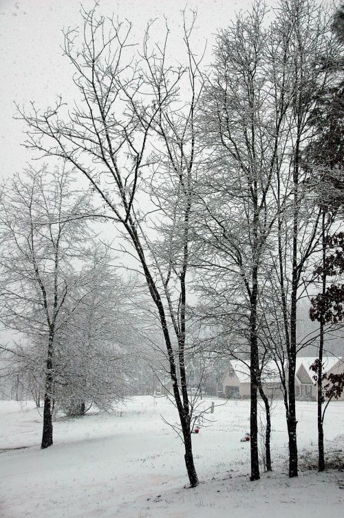 Snow Covered Trees