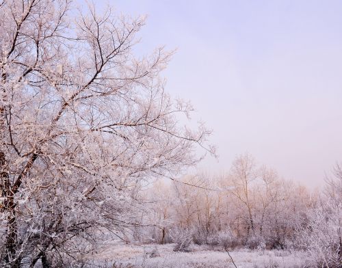 Snow Day