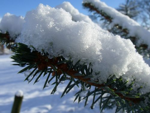 snow fir snow tannenzweig