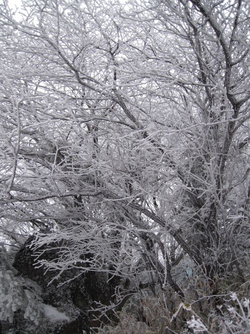 snow flower winter wood