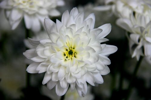 snow flower white power