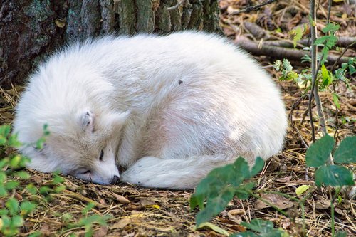 snow fox  zoo  nature