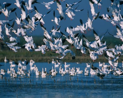 snow geese flock flying