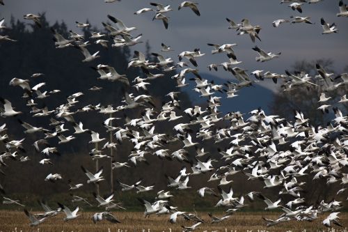 snow geese birds wildlife