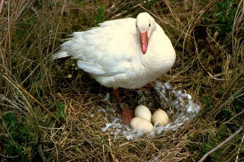 snow goose nest eggs