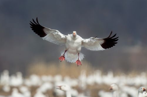 snow goose bird flying