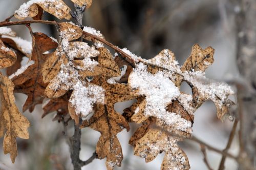 Snow Kissed Oak Leaves