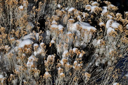 Snow Kissed Wildflowers Background