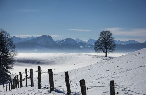 snow landscape tree sea of fog