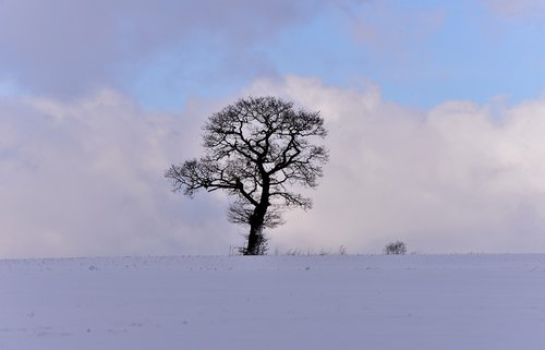 snow landscape  winter  tree