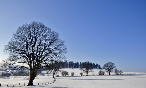 snow landscape  tree  winter