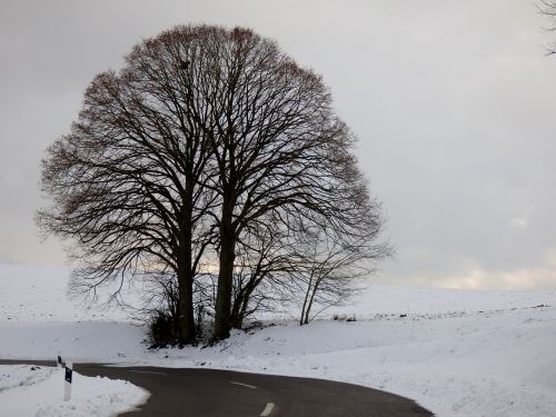 snow landscape tree snow