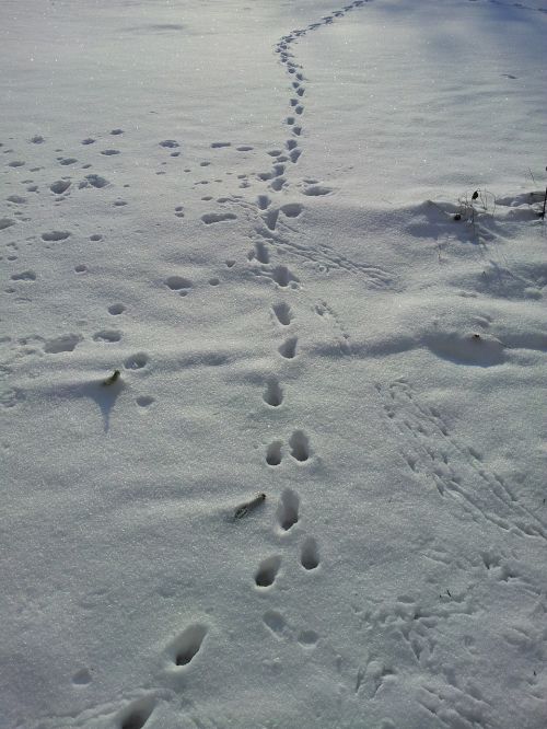 snow lane tracks in the snow winter