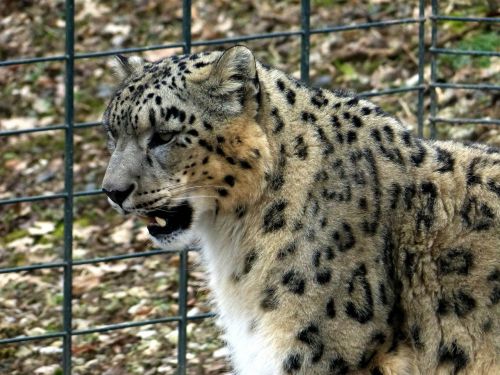 snow leopard cat animal