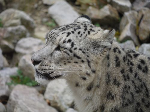 snow leopard head close