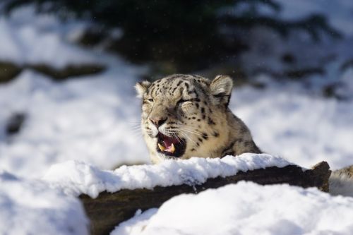snow leopard dormant cat