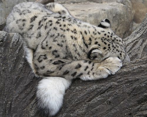snow leopard sleeping cat