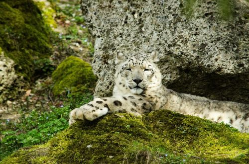 snow leopard big cat predator