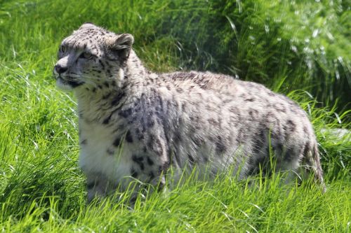 snow leopard wild animal fauna