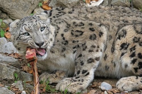 snow leopard irbis big cat