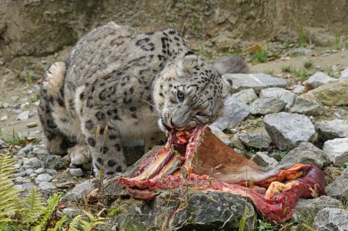 predator snow leopard irbis