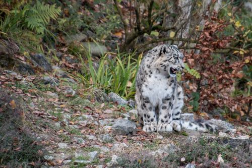 snow leopard leopard irbis