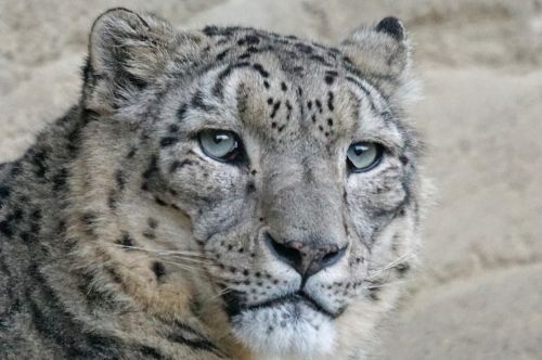 snow leopard irbis männllch
