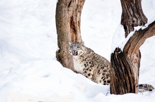 snow leopard cat big cat