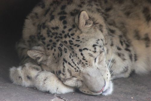 snow leopard cat leopard