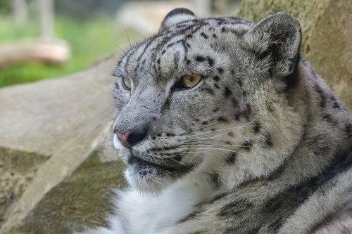 snow leopard  feline  tawny